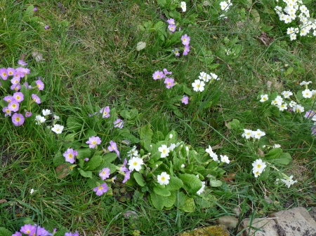 champ de fleurs