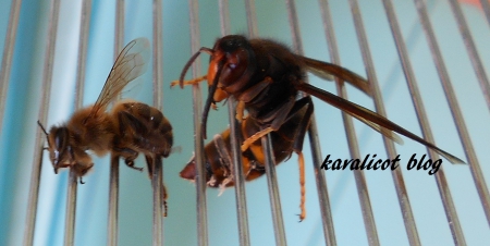 capture d'abeille