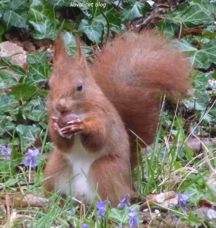 Ecureuil à la noisette