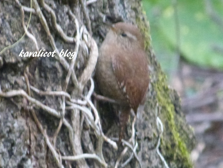 le troglodyte mignon