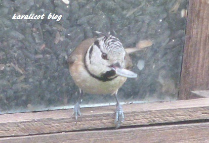 la mésange huppée