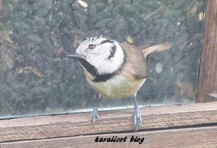 la mésange huppée