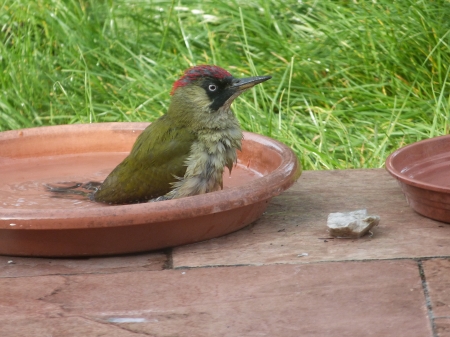 Pic vert au bain