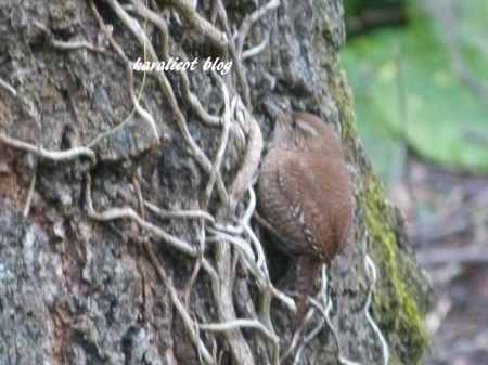 le troglodyte mignon