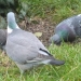 3 pigeons bisets et un ramier