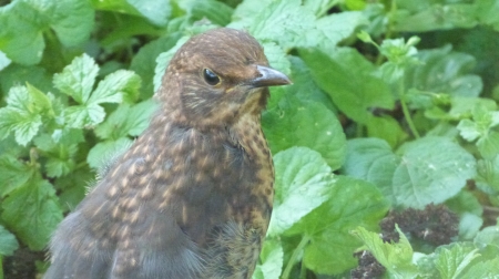 jeune merle mai 2018