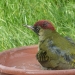 Pic vert au bain