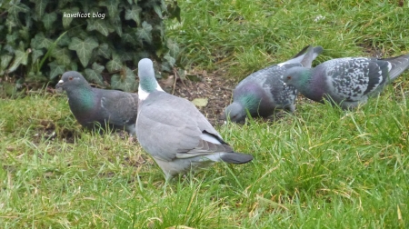 3 pigeons bisets et un ramier