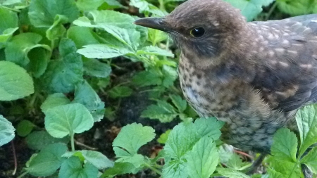 jeune merle mai 2018