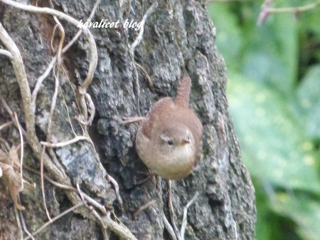 le troglodyte mignon