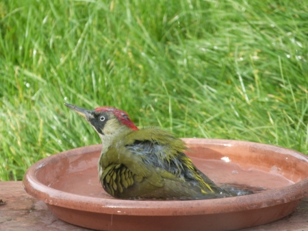 Pic vert au bain