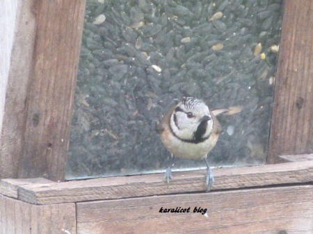 la mésange huppée