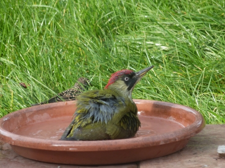 Pic vert au bain