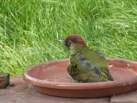 Pic vert au bain