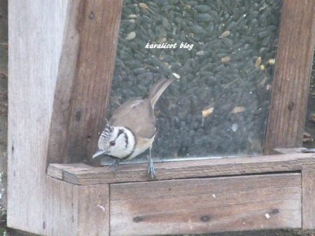 la mésange huppée