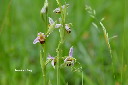 Orchidées dans les herbes hautes