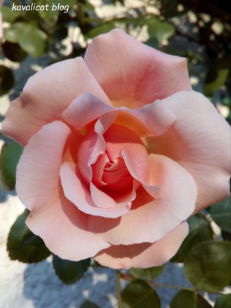 Rosier rose