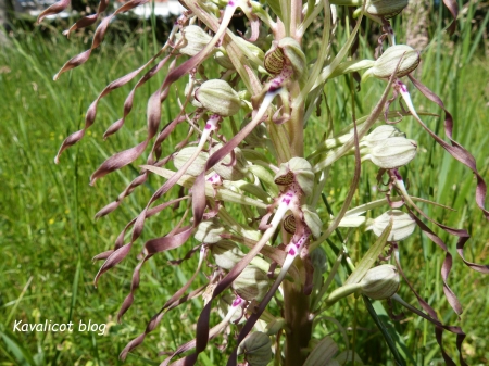 Orchidée bouc