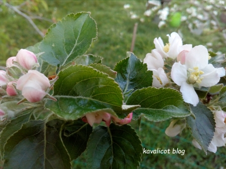 Fleurs de pommier