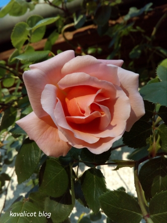 Rosier rose