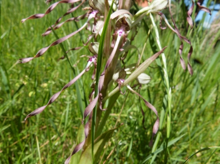 Orchidée bouc