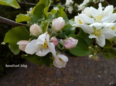 Fleurs de pommier