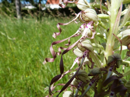 Orchidée bouc