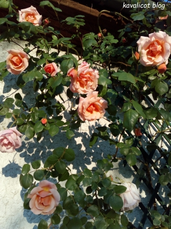 Rosier rose