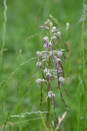 Orchidées dans les herbes hautes