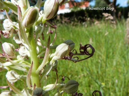 Orchidée bouc