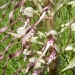 Orchidée bouc