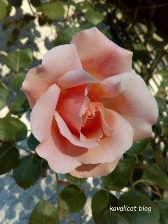 Rosier rose