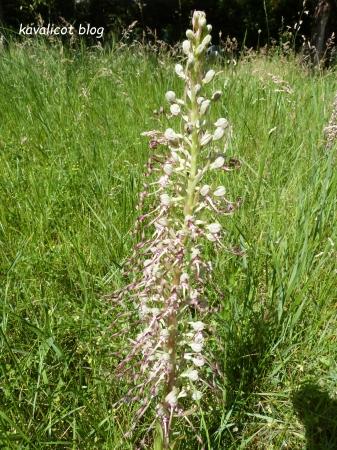 Orchidée bouc