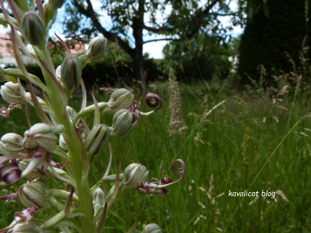 Orchidée bouc