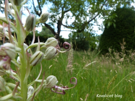 Orchidée bouc